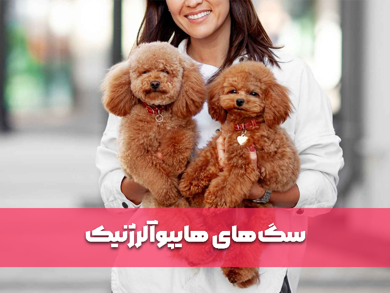 سگ‌های هایپوآلرژنیک